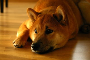 DOGE（狗狗币）2021年6月10日行情分析，炒作退潮下的冲高回落，上方抛压仍显沉重