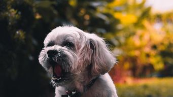 柴犬币（SHIB）行情分析与发行量深度解读，天量供应下的价格逻辑